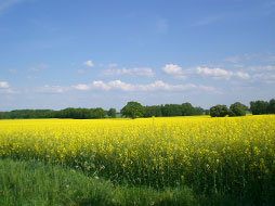 Putlitz in der Prignitz - die n&auml;here Umgebung